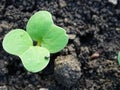 Cruciferous fleas on plants, loss of rapeseed crop