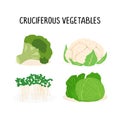 Cruciferous vegetables vector flat illustration set, isolated on white background Royalty Free Stock Photo