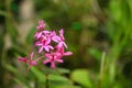 Crucifix orchid, epidendrum secundum orchid Royalty Free Stock Photo