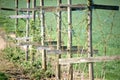 Timber scaffolding Raspberry bush