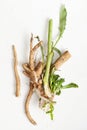 Crude chicory root Cichorium intybus with leaves on a white background Royalty Free Stock Photo