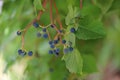 Crude grapes on tree