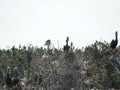 Crude oil threatens a pelican rookery in Barataria Bay following the Deepwater Horizon oil spill Royalty Free Stock Photo