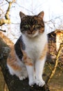 Cruel and angry cat face who sits on thick trunk of apple tree. Felis catus domesticus is ready for attack. Queen of cats. It is Royalty Free Stock Photo