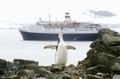 Cruise ship Marco Polo and Chinstrap penguin (Pygoscelis antarctica) at Half Moon Island, Bransfield Strait, Antarctica Royalty Free Stock Photo