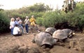 Cruise-Tourists visiting Galapagos turtles