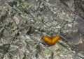 Cruiser Butterfly at Garo Hills,Meghalaya,India
