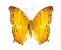 Cruiser Butterfly.(Vagrans erota). Royalty Free Stock Photo