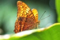 Cruiser butterfly vindula arsinoe closeup