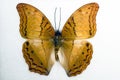 Cruiser Butterfly Vindula arsinoe