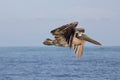 Cruising Brown Pelican Royalty Free Stock Photo