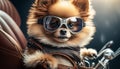 Riding Shotgun: Adorable Pomeranian Dog with Aviator Goggles on a Motorcycle Sidecar
