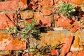 Crumbling brick wall with plaster and leaves of growing plants and yellow moss, spring bright sun light Royalty Free Stock Photo