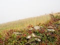 Crumbling dry stone wall - Laguna de Castila