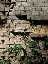 Crumbling Grunge Brick Wall with Ivy.