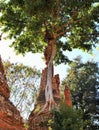 Crumbling old stone pagoda with tree growing out of it at Inle Lake, Myanmar Royalty Free Stock Photo