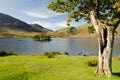 Crummock Water with hollow tree