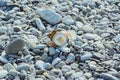 Crumpled aluminum metal orange can on pebble beach