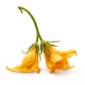 Crumpled Yellow Flowers: A Graceful Balance Of Artistic Inspiration