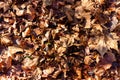 Crunchy autumn leaves on the ground