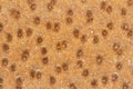 Crunchy slice of multigrain bread texture background