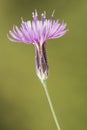 Crupina species bearded-creeper small purple mountain flower on blurred background and diffused light Royalty Free Stock Photo