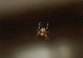 Crusader spider in its web