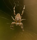 Crusader spider in the middle of its web Royalty Free Stock Photo