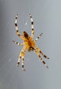 Crusader spider standing in the middle of a spider web