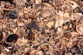 Crushed cracked open walnut shells background wallpaper texture in local garden Royalty Free Stock Photo