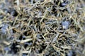 crushed and peeled licorice, Liquorice Glycyrrhiza glabra, a flowering plant of the bean family Fabaceae, A popular drink in