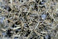 crushed and peeled licorice, Liquorice Glycyrrhiza glabra, a flowering plant of the bean family Fabaceae, A popular drink in