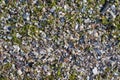 Crushed sea shells background Royalty Free Stock Photo