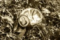 Crushed soda can lying in grass - in sepia tone