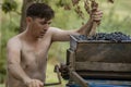 crushed to make wine in red grapes in crusher, grapes being crushed to make wine in Moldova Winemaking process Home exctracting