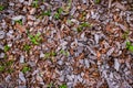 Crushed tree bark texture background closeup. Shredded brown tree bark for decoration and mulching or for playground Royalty Free Stock Photo