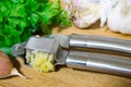 Crushing garlic to add to the dish. Whole and chopped garlic on a cutting Board made from natural oak. Fresh parsley. Royalty Free Stock Photo