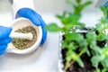 crushing herbs with a mortar. genetic research in a scientific biochemical laboratory