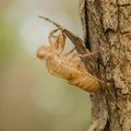 Crust of Cicada