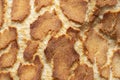 Crust on a giraffe bloomer loaf of bread background backdrop. Royalty Free Stock Photo
