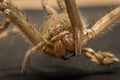 A crust house spider is close-up in macro mode Royalty Free Stock Photo