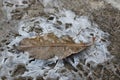 Crust of ice on a puddle of leaves Royalty Free Stock Photo