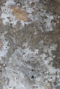 Crust of ice on a puddle of leaves Royalty Free Stock Photo