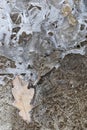 Crust of ice on a puddle of leaves Royalty Free Stock Photo