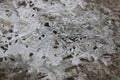 Crust of ice on a puddle of leaves Royalty Free Stock Photo