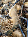 Crustacea is a species of crustacean in the Decapoda Royalty Free Stock Photo