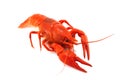 Crustacean Royalty Free Stock Photo