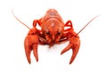 Crustacean