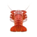 Crustacean