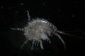 Crustacean Amphipoda by microscope. Arthropoda Gammarus pulex. Aquarium feeds suitable for fish, reptiles, birds Royalty Free Stock Photo